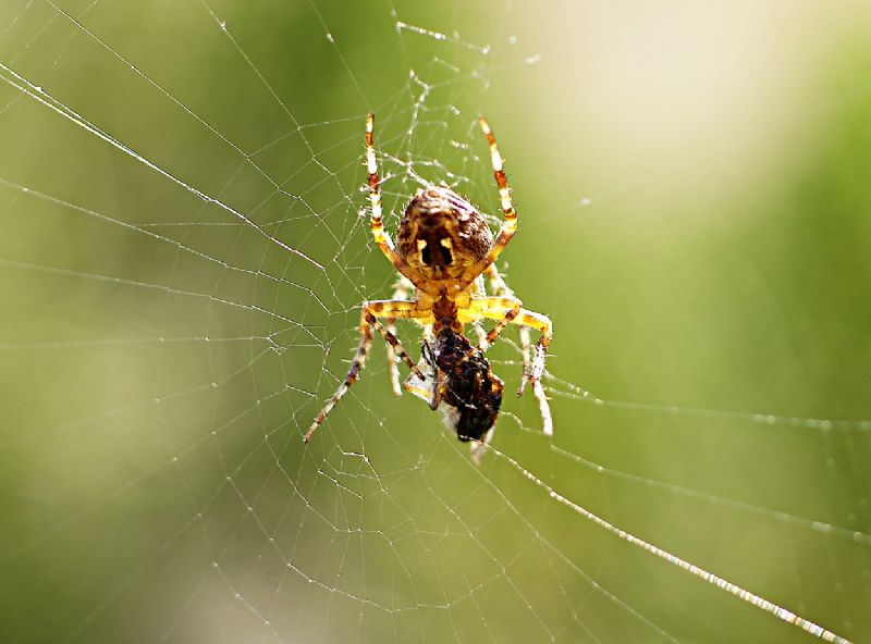 Araneus diadematus